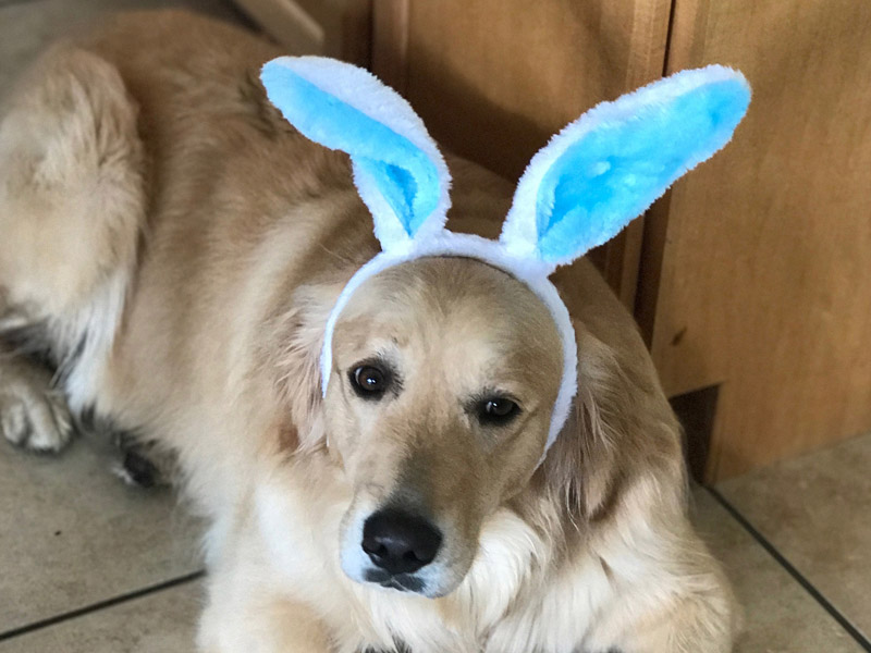 pet door