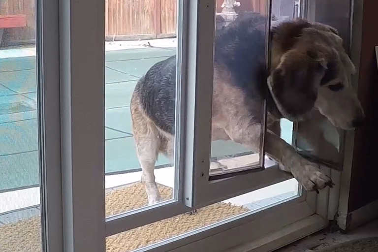 doggie door utah doggie door utah