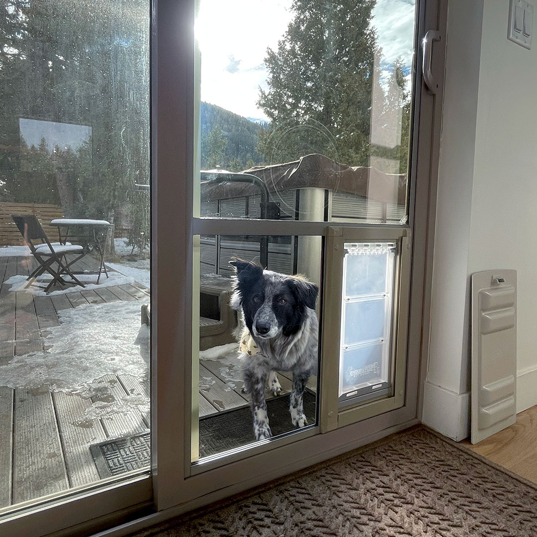 Sliding Glass Door With Dog and Endura Flap Pet Door